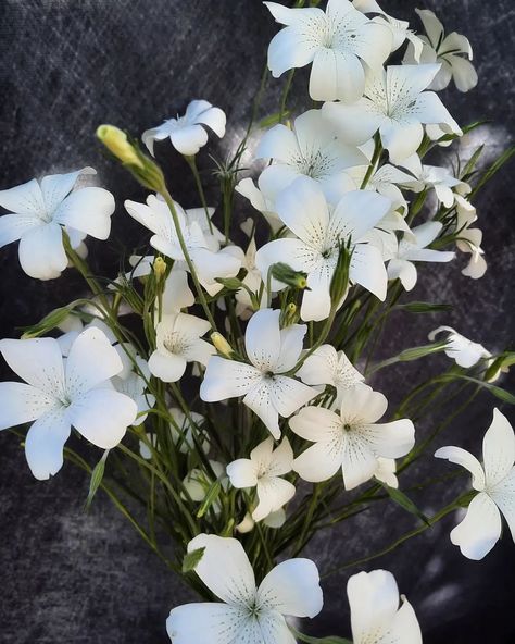 Agrostemma ‘Ocean Pearls’ also known as Corn cockle are in bloom in the garden now. Ocean Pearls has prominent fluted five-petaled white flowers highlighted with golden bronze streaks that dangle from the tops of tall silvery-grey stems. Can easily be sown outdoors in early spring. Deadhead early in season for continuous cut flower production. Corncockle will thrive in under cool conditions. #homegarden #homegrown #gardenlife #coolflowers #zone5b #flower #flowers #flowerstalking #flowerlov... Corn Cockle, Floral Photography, Flower Lover, Early Spring, In Bloom, Cut Flowers, Amazing Flowers, In The Garden, Spring Flowers