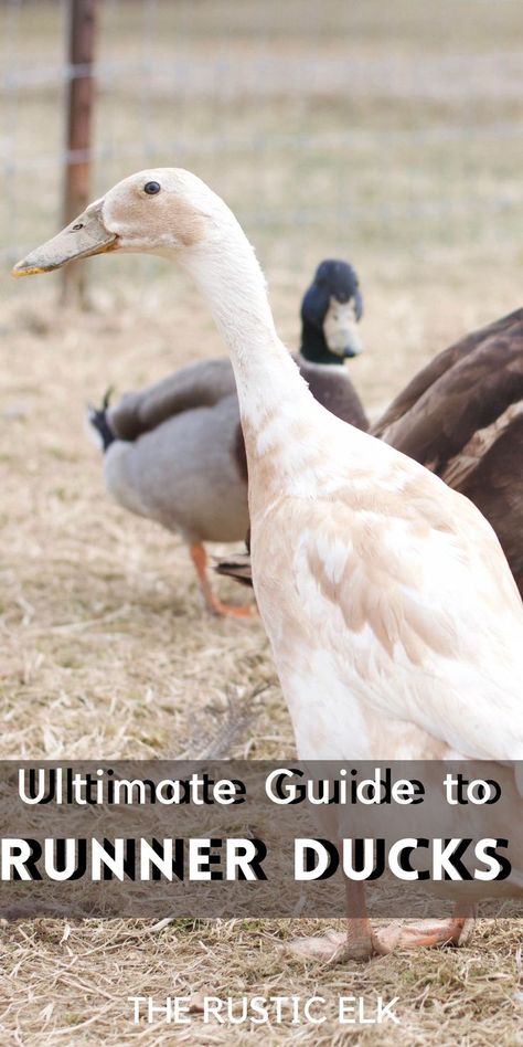 Thinking of raising a backyard flock of ducks? Indian Runner Ducks are an excellent choice if you're looking for an egg-laying breed! Unique in appearance, these ducks are prolific layers and friendly. Ducks For Beginners, Indian Runner Ducks, Duck Pens, Backyard Ducks, Duck Coop, Raising Ducks, Runner Ducks, What The Duck, Pet Ducks