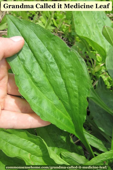 Plantain weed has been called life medicine. We'll show you how to use the fresh leaves and dried leaves for natural remedies such as salve and tea. Medicinal Wild Plants, Medicinal Weeds, Medicinal Herbs Garden, Edible Wild Plants, Healing Plants, Natural Healing Remedies, Healing Remedies, Cold Home Remedies, Herbal Healing