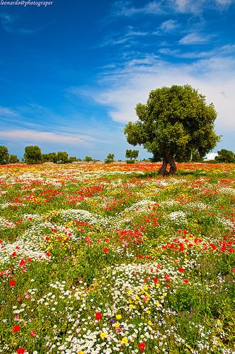 Spring Picture, Paradise Flowers, Fairy Queen, Wildflower Garden, Spring Photos, Garden Photography, Beautiful Places Nature, Garden Cottage, Nature Aesthetic