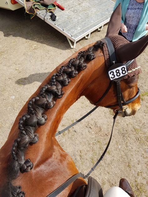 Awesome plaits Horse Mane Braids, Horse Hair Braiding, Horse Braiding, Horse Clipping, Horse Mane, Horse Dressage, Horse Tips, Horse Grooming, Dressage Horses