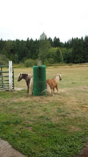 Sharing the scratching post. Horse Farm Ideas, Horse Paddock, Horse Barn Ideas Stables, Paddock Paradise, Horse Shelter, Dream Horse Barns, Horse Barn Plans, Horse Facility, Mini Horse