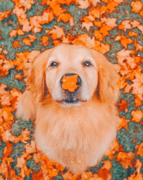 Golden Retriever, Cute Dogs, Orange, Halloween, Dogs