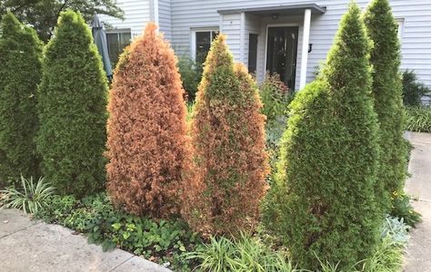 I Hate my Arborvitae Hedge Arborvitae And Hydrangea Landscaping, Arborvitae Fence, Arborvitae Hedge, Arborvitae Landscaping, Globe Arborvitae, Cedar Hedge, Green Giant Arborvitae, Curb Appeal Landscape, Emerald Green Arborvitae