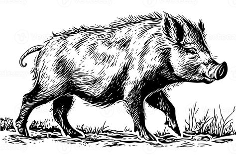 Wild Pig Illustration, Wild Pig Drawing, Wild Boar Illustration, Wild Boar Drawing, Boar Drawing, Boar Illustration, Pig Sketch, Traditional Tattoo Flash Sheets, Boar Hunting