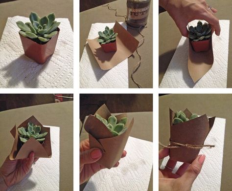 Mini succulent party favors Mini Potted Plants Party Favors, Succulents For Bridal Shower Favors, Plant Shower Favors, Diy Plant Party Favors, Wedding Favor Succulent, Party Favor Succulents, Plants Party Favors, Succulents For Wedding Favors, Succulent Party Favors Diy