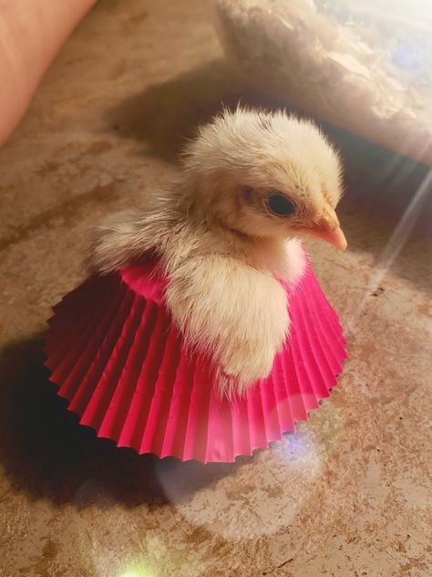 So cute for a giggle! Animal Butts, Cute Chicks, Duck Pictures, Coffee Shop Photography, Chicken Bird, Pet Ducks, Cute Ducklings, Baby Farm Animals, Baby Chickens