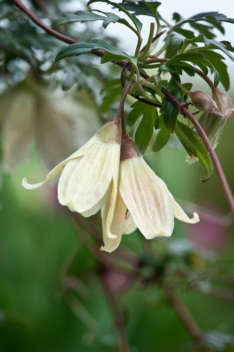 Clematis cirrhosa var. balearica Clematis Cirrhosa, Garden Notes, Floral Headdress, Clematis Vine, Moon Garden, Garden Greenhouse, Garden Pathway, Enchanted Garden, White Gardens