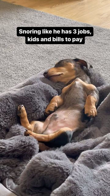 Nap time Dog Play Ideas, Dachshund Facts, Dachshund Colors, Dachshund Puppy Funny, Comedy Wildlife Photography, Dachshund Funny, Miniature Dachshunds, Animal Funnies, Sleeping Puppies