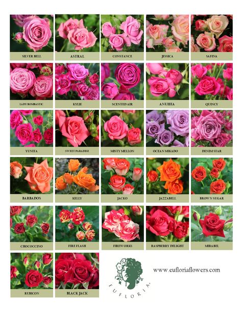 Traditional Premium Sprays Flower Chart, Cut Flower Farm, Flower Identification, List Of Flowers, Rose Varieties, Flower Garden Design, Flower Guide, Types Of Roses, Flower Farmer