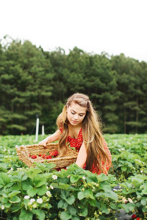 Strawberry Picking Photography, Strawberry Picking Pictures, Strawberry Pictures, Picking Strawberries, Hansel Gretel, Strawberry Farm, Berry Picking, Strawberry Garden, Strawberry Picking