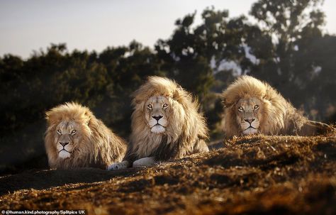 Three Lions Wallpaper, 3 Lions Photos, Lion Cub Tattoo, Cub Tattoo, Happy King, Cubs Tattoo, 3 Lions, Incredible Nature, Three Lions