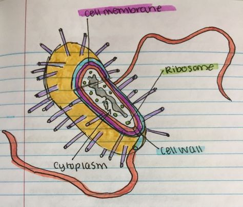 Prokaryotic Cell Drawing, Cell Drawing, Biology Diagrams, Prokaryotic Cell, Cells Project, Iphone Wallpaper Pattern, Cell Membrane, Pattern Wallpaper, Biology