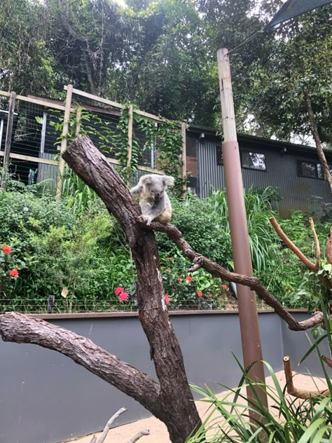 #Koala #Australia #Queensland #zoo #tree Australia Zoo Aesthetic, Grace Reilly, 2024 Holidays, Aussie Girl, Australia Queensland, Dream Things, Zoo Keeper, Future Job, Future Jobs