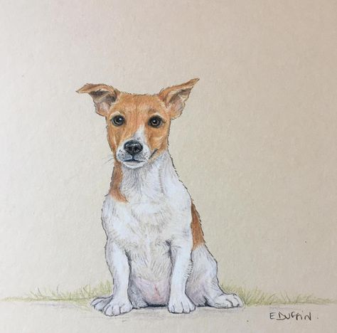 Emily Duffin Country Illustrations 16 Dog Anatomy, Fairy Drawings, Daisy Painting, Canine Art, Jack Russel, Watercolor Art Lessons, Arte Fantasy, Russell Terrier, Dog Paintings