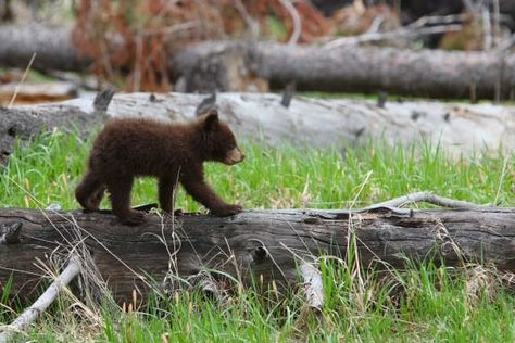 Black Bear Cub, Visit Yellowstone, Bear Cub, Scenic Byway, Bear Cubs, Jackson Hole, Yellowstone National, Yellowstone National Park, Baby Bear