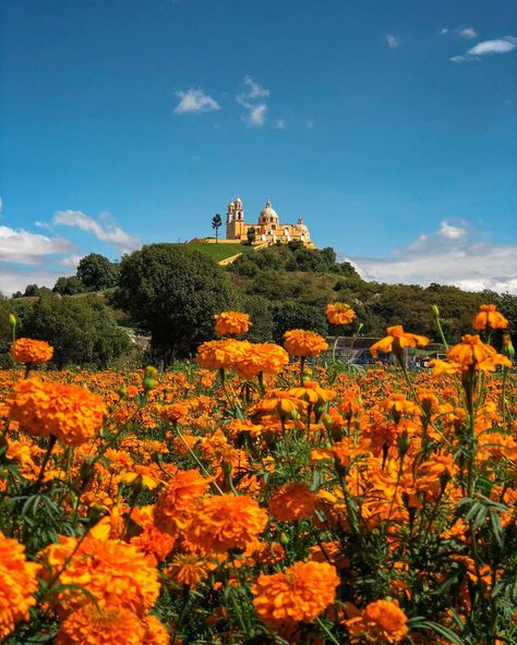 Estampa típica de Día de Muertos en México. Día De Muertos, Cinematic Photography, Dia De Muertos, 3 D, Natural Landmarks, Travel, Photography, On Instagram, Instagram