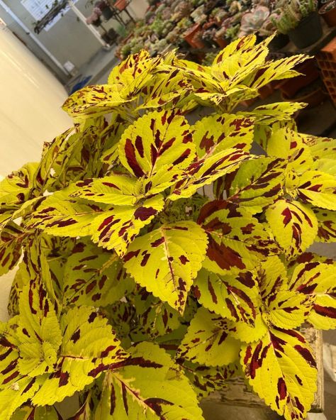 A Comprehensive Guide To Growing Colorful Coleus At Home Coleus Care, Urban Gardening Balcony, Gardening Balcony, Coleus Plants, Coleus Plant, Seed Starting Mix, Small Balcony Garden, Insecticidal Soap, Plant Help