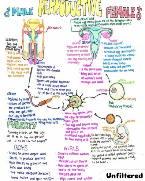 Male & Female Reproductive Organs . . . . #instagram #post #biology #science #viral #viralpost #trending #trendy Reproductive System Worksheet, Anatomi Dan Fisiologi, Male Reproductive System, Biology Revision, خريطة ذهنية, Study Biology, Basic Anatomy And Physiology, Nurse Study Notes, Biology Facts