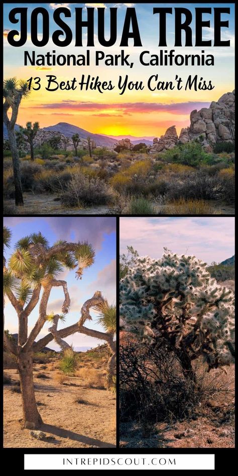 Best Hikes in Joshua Tree Joshua Tree In December, Joshua Tree Hikes, San Andreas Fault, Desert Environment, Hiking Map, California Destinations, San Jacinto, National Parks Map, Coachella Valley