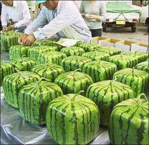 How To Grow Square Water Mellons - http://www.ecosnippets.com/gardening/how-to-grow-square-water-mellons/ Square Watermelon, How To Grow Watermelon, Urban Farmer, Garden Guide, Container Gardening Vegetables, Growing Fruit, Kat Von D, How To Grow, Fruits And Vegetables