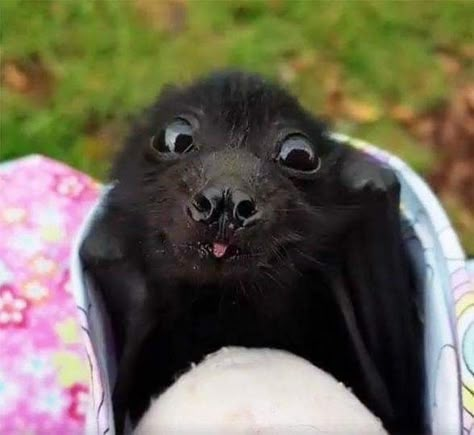 Fox Bat, Scientific Facts, Bat Animal, Fruit Bat, Baby Bats, Vampire Bat, Cute Bat, Silly Animals, Cute Wild Animals