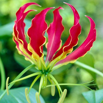 Glory Lily, Gloriosa Lily, Fire Lily, High Country Gardens, Lily Bulbs, Asiatic Lilies, Garden Vines, Spring Flowering Bulbs, Bulb Flowers