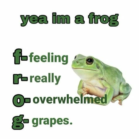 Frog Pictures, Funny Frogs, Funny Animal Jokes, A Frog, Silly Animals, Very Funny Pictures, Cute Frogs, Cute Memes, Some Funny Jokes