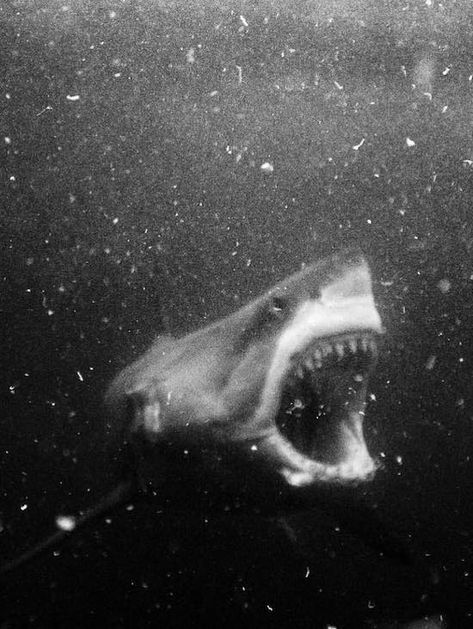 32 Remarkable Images That are Out of this World - Gallery Great White, White Photography, Black And White Photography, Black And White, Water, Photography, White, Black