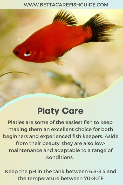 Understanding Platy Care is crucial for beginner fish keepers. Our guide provides insights into the your platies diet, tank requirements and tank mates, the key to your fish's health and happiness. Explore expert tips on fish care and fish tank maintenance. Click to set your platy on the path to a thriving life. #PlatyCare #FishTank #FishCare Platy Fish Tank, Betta Care, Platy Fish, Fish Care, Puppy Supplies, Health And Happiness, Cool Tanks, Freshwater Fish, Underwater World