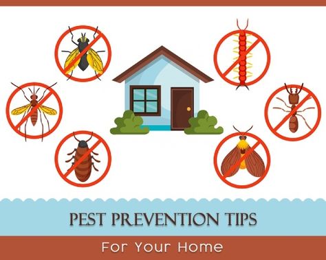 Pest Control Liberty MO Fumigation Services, Ant Infestation, Pest Prevention, Best Pest Control, Interior Tips, Bed Bug, Pest Management, Kitchen Waste, Pest Control Services