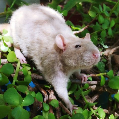 Rex Rat, Mouse Rat, Pet Rats, Odd Eyes, Pose Ideas, Rodents, Adorable Animals, Pet Store, Mice