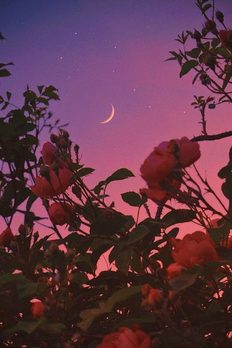 Instagram Roses, Phone Wallpaper Boho, Vintage Flowers Wallpaper, Night Sky Wallpaper, Wallpaper Moon, Night Flowers, Cute Flower Wallpapers, Under The Moon, Moon Photography