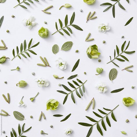 Natural composition of flowers, buds and green leaves on a gray background. Spring pattern as a layout for your ideas. Flat lay Flat Lay Flowers, Flower Flat Lay, Background Spring, Spring Pattern, Mountain Ash, Flower School, Black Image, Flowers Leaves, Gray Background