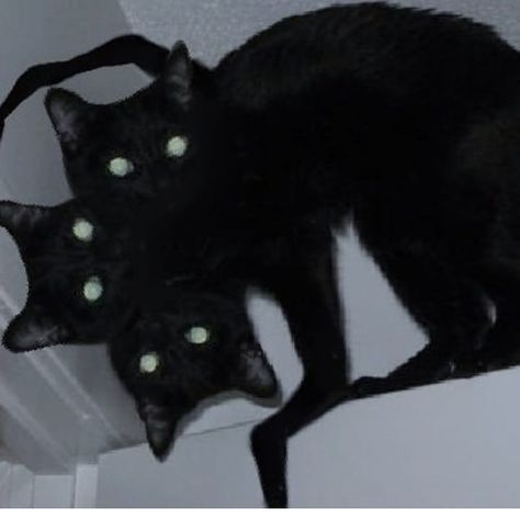 Starflesh Core, People And Cats, The Kills, Creepy Animals, Black Cat Aesthetic, Creepy Core, Creepy Cat, Scary Cat, Cat Png