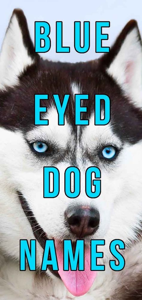 Blue eyed dog names are a great way to celebrate your puppy’s most unusual feature. Breeds like Huskies, Collies, Weimaraners, Australian Shepherds, Corgis, Dachshunds and even Great Danes can have blue eyes. They can even have one blue eye, and one brown or green eye! Today we share ideas that would suit any single or doubly blue eyed companion perfectly.