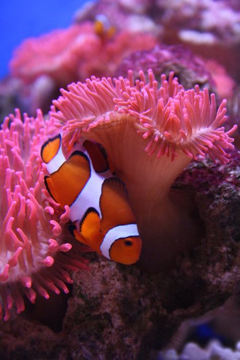 . Life Under The Sea, Salt Water Fish, Sea Anemone, Small Girl, Beautiful Sea Creatures, Clownfish, Marine Aquarium, Marine Fish, Underwater Creatures