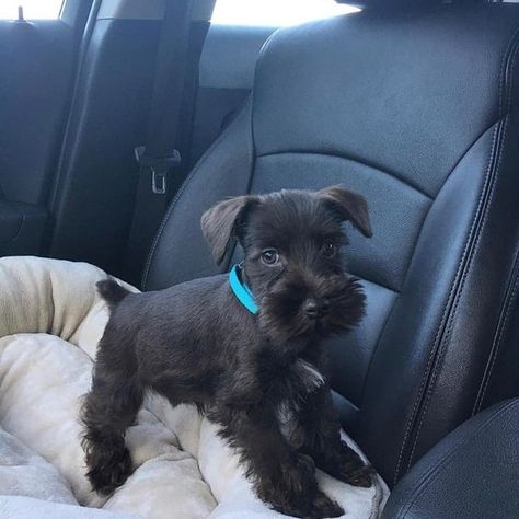 60 Male Schnauzer Dog Names Black Mini Schnauzer, Lou Dog, Family Dogs Breeds, Black Schnauzer, Schnauzer Grooming, Mini Schnauzer Puppies, Miniature Schnauzer Puppies, Schnauzer Dog, Schnauzer Puppy