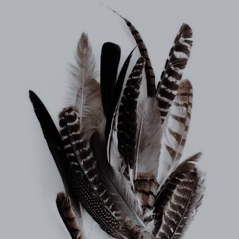 Owl Feathers Aesthetic, Victory Aesthetic, Feathers Aesthetic, Viking Oc, Pocahontas Aesthetic, Falcon Feather, Hawk Feathers, Feather Collection, Owl Feather