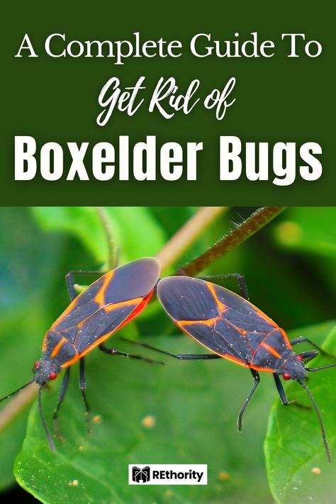 Get Rid Of Box Elder Bugs, Box Elder Bug Repellant, Box Elder Bugs Get Rid Of, Boxelder Bugs, Box Elder Bugs, Roach Infestation, Bug Infestation, Diy Bug Spray, Door Sweeps