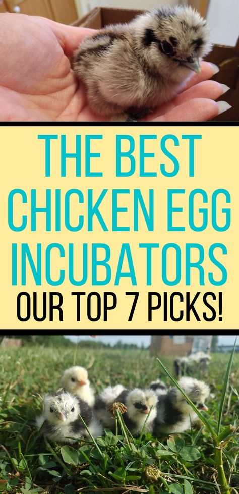 If you're thinking about getting into hatching eggs, but you're not quite sure where to start, this is for you. Here is our review of some of the best egg incubators that anyone keeping chickens can buy.  #homesteadlife #homesteadanimals #raisingchickens Hatching Chicken Eggs, Incubating Chicken Eggs, Urban Chicken, Yard Animals, Urban Chicken Farming, Hatching Chickens, Chicken Incubator, Laying Chickens, Egg Laying Chickens