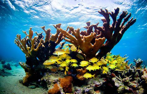 Corl reefs, Bahía de Cochinos, Cuba - Ian Shive Elkhorn Coral, Underwater Painting, Spanish Speaking Countries, Marine Conservation, Roatan, Ocean Conservation, Coral Reefs, Nature Conservation, Aquarium Backgrounds