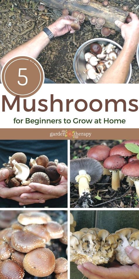 How To Grow Edible Mushrooms, Growing Edible Mushrooms, How To Grow Mushrooms Indoors, Home Grown Mushrooms, Outdoor Mushroom Garden, Indoor Mushroom Garden, How To Grow Mushrooms From Scraps, Growing Mushrooms Outdoors, Planting Mushrooms