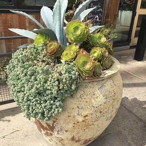 Hello my little beauty! #standfordmall #lunch #succulentlove Rock Garden Landscaping Pots & Planters, Potted Grasses, Easy Garden Decor, Rustic Garden Fence, Succulent Containers, Succulent Gardening, Castle Garden, Succulents In Containers, Garden Art Sculptures Diy