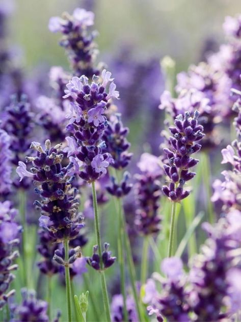 Lavender Growing Mistakes – The 5 Biggest Errors To Avoid - freshstarthomegardening.com Fairy Garden Flowers, Garden Hammock, Hgtv Garden, Flower Bed Designs, Summer Shades, Boho Garden, Big Garden, Bedroom Plants, Plant Wallpaper