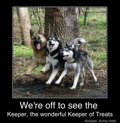 we're off to see  the wonderful keeper of treats Rambo 3, Funny Animals With Captions, Bedroom Stuff, Bathroom Stuff, Funny Pictures With Captions, Three Dogs, Love My Dog, Shepherd Dogs, Emo Outfits