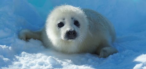 harp seal Seal Phone Wallpaper, Seal Banner, Harp Seal Aesthetic, Cute Seal Aesthetic, Harp Seal Pup, Baby Harp Seal, Harp Seal, Seal Pup, Baby Seal