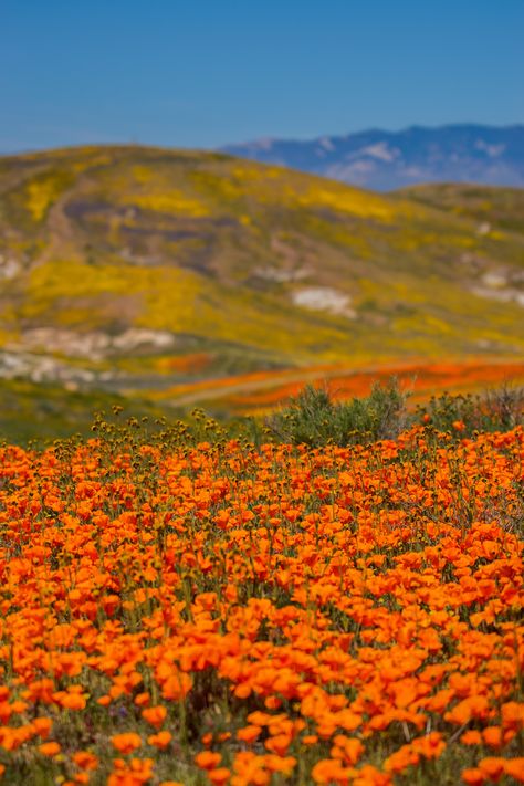 Valley Of Flowers India, Antelope Valley Poppy Reserve, Landscapes Beautiful, Antelope Photography, Field Of Poppies Photography, Giant Eland Antelope, Antelope Valley, Nature Aesthetics, Nice Life