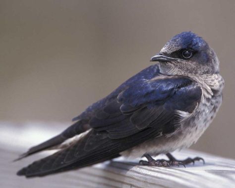 Purple Martins, A Nestful of Fun at Disney | Audubon Florida Purple Martin Bird, Martin Bird, Purple Martin House, Stork Bird, Purple Martin, Migratory Birds, Rare Birds, Native American Tribes, Artistic Inspiration