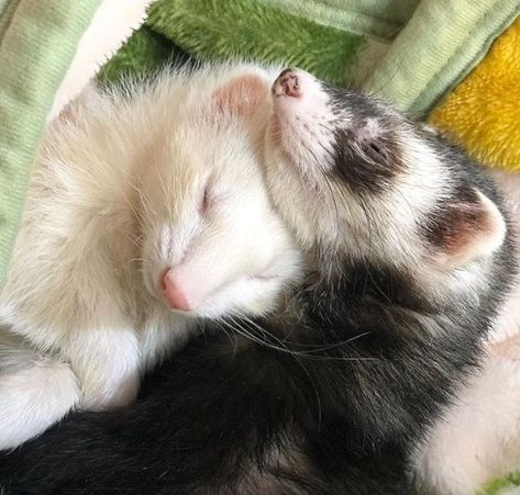 Black Ferret, Ferrets Care, Baby Ferrets, Funny Ferrets, A Ferret, Pet Ferret, Cute Ferrets, Pretty Animals, Cute Animals Images